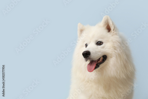 Cute Samoyed dog on blue background, closeup