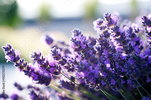 Lavender pictures showcase the delicate and fragrant flowers of the Lavandula genus  typically featuring shades of purple and blue. 