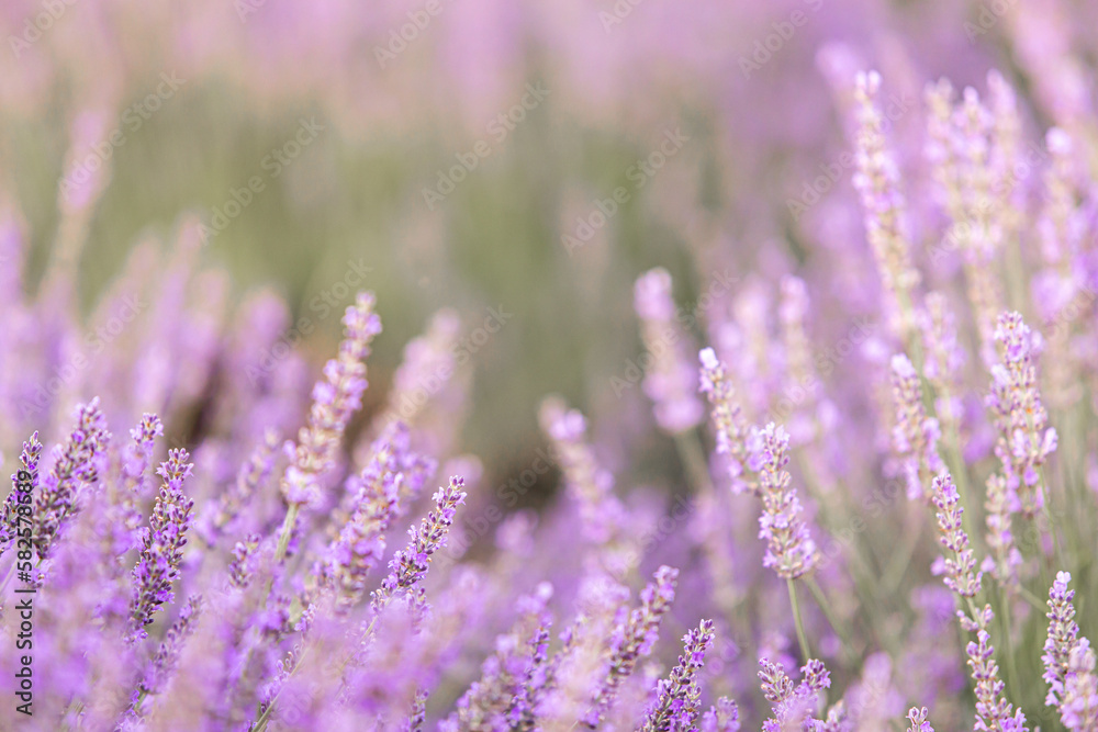 Obraz premium Lavender bushes closeup on sunset. Sunset gleam over purple flowers of lavender. Provence region of France.