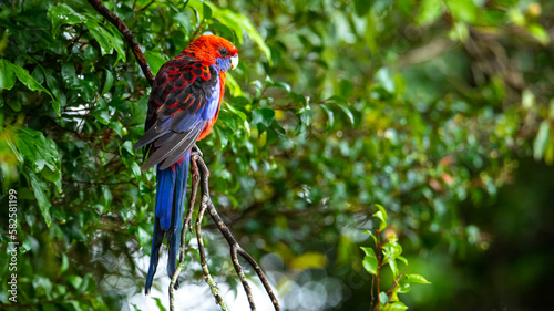 beautiful cute colorful crimson rosella (Platycercus elegans) parrot sit on a branch in Lamington National Park (O'Reilly's Rainforest Retreat) in Queensland, Australia photo