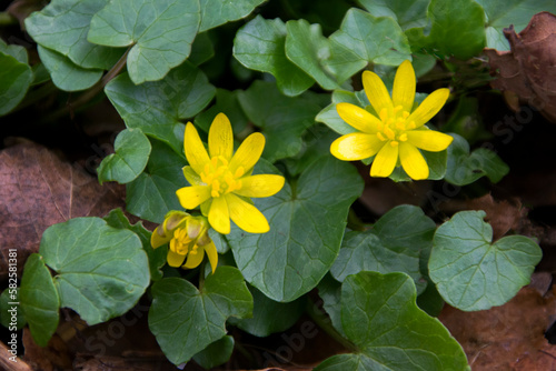 Blühendes Scharbockskraut (Ranunculus ficaria) photo