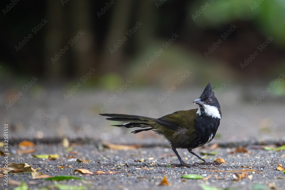Obraz premium Beautiful rare shy eastern whipbird (Psophodes olivaceus) searching for food in Lamington National Park (O'Reilly's Rainforest Retreat) in Queensland, Australia