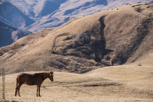 The horse eats yellowed grass in the autumn mountains against the backdrop of mountain slopes and peaks, the horse walks on a sunny autumn morning