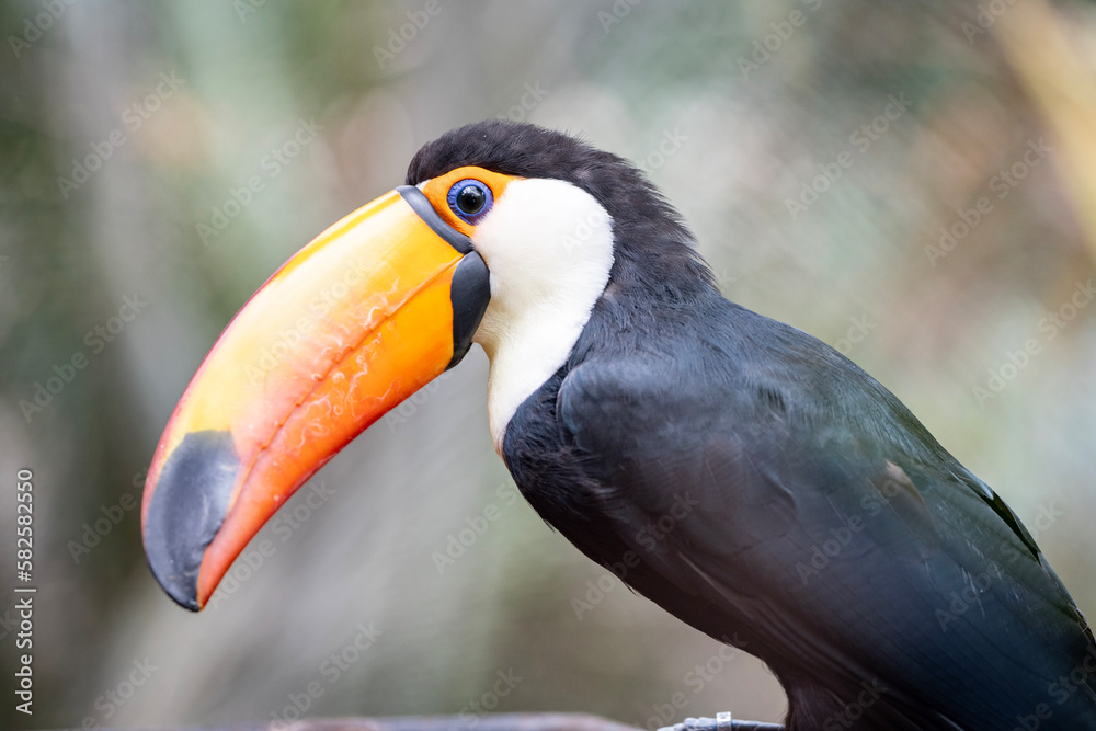 Fototapeta premium toucan on a branch