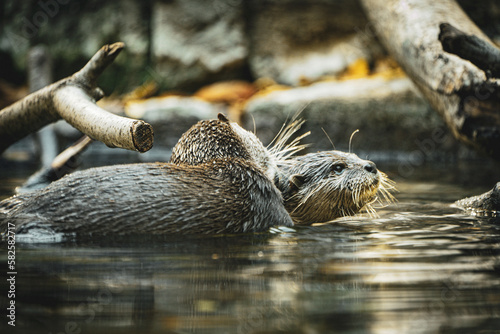 otters on the river