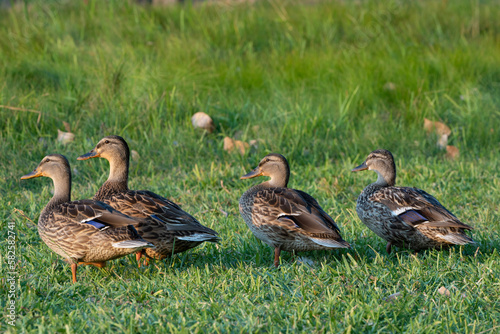 Ducks in a row, mostly © Austin