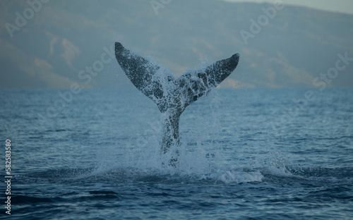 Whale Tail Splashing up into the Air