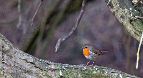 European Robin (Erithacus rubecula), one of the most common Birds found in United Kingdom countrywide photo