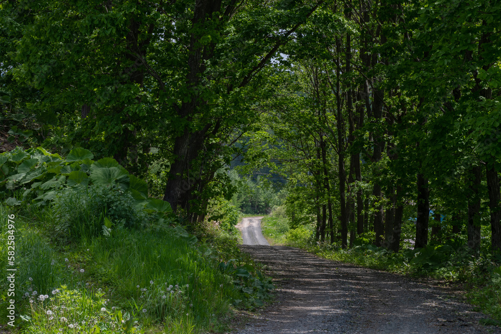 Fototapeta premium 緑に包まれた砂利道 