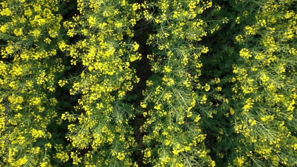 rising up from rows of rapeseed blooming field rising up from rows of rapeseed blooming field