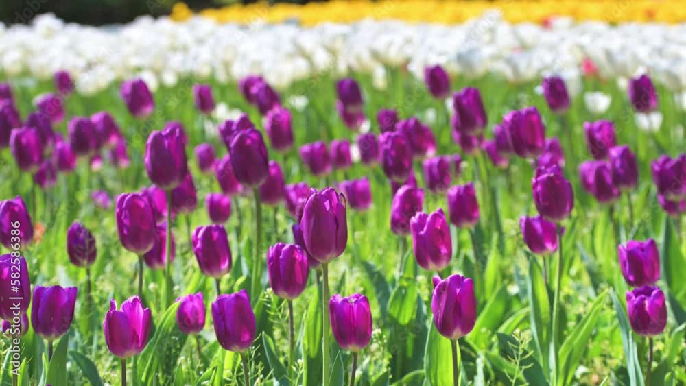 Purple Tulip flower,Yokohama,Japan -チューリップ- Purple Tulip flower,Yokohama,Japan -チューリップ-