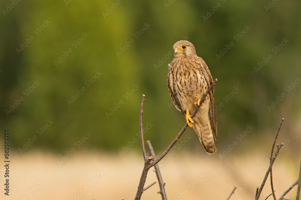 Fototapeta premium Pustułka (Falco tinnunculus)