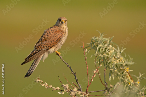 Pustułka (Falco tinnunculus) photo