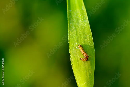 Butterfly larvae inhabit wild plants, macro close-up