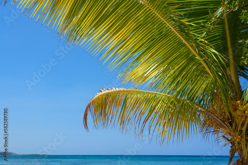 palm tree branch and sea
