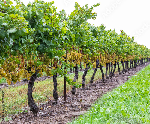 Rangée d'arbres à raisin d'un vignobles en automne prêt pour la récolte lors d'une journée ennuagée