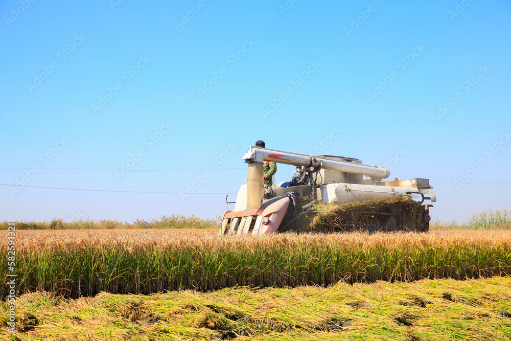 Fototapeta premium Harvester machine is harvesting rice