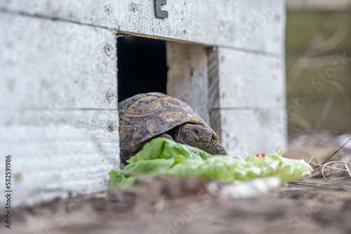 petite tortue terrestre sortant de l'hibernation avec à manger devant sa maison © Esta Webster