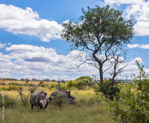 Rhino's shading under a tree in Africa