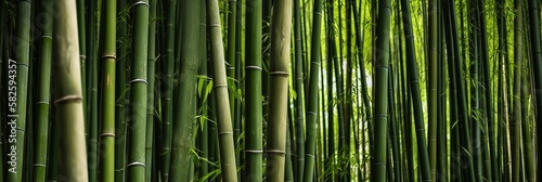 thick bamboo forest background