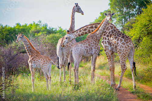 Photography Family of giraffe in the wild