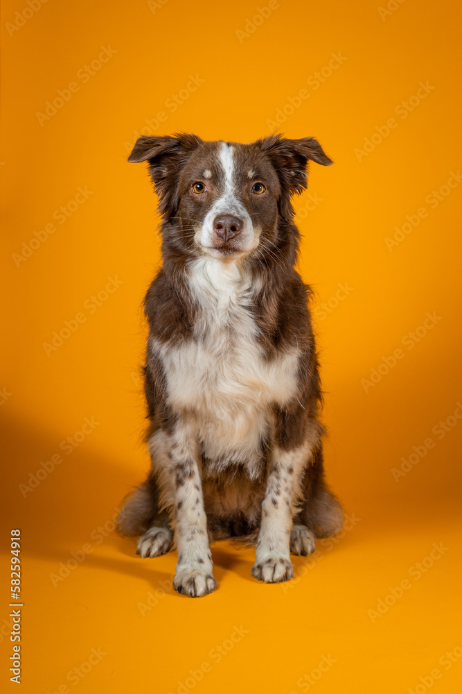 australian shepherd portrait on orange background