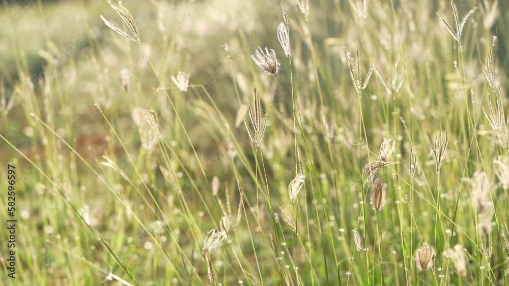 Swollen Finger grass on sunlight with light flare background. Chloris Barbata grass flower meadow selective focus in Beautiful Sunshine day. Swollen Finger grass on sunlight with light flare background. Chloris Barbata grass flower meadow selective focus in Beautiful Sunshine day.