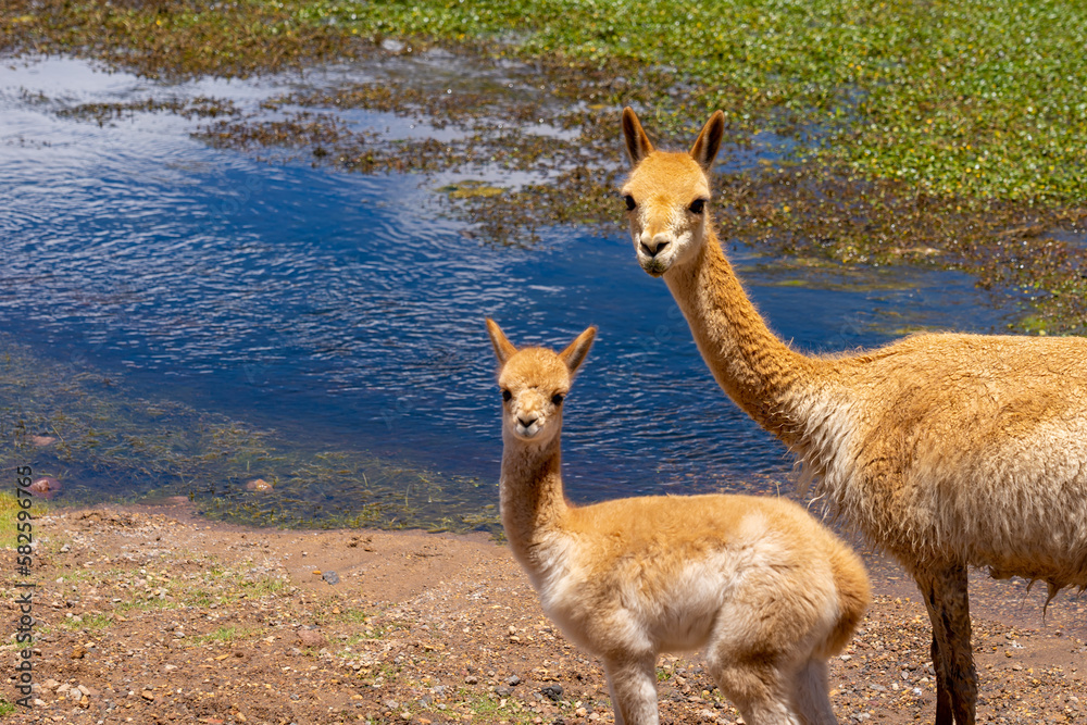 A vicuna with a baby at the edge of the water both stare directly into the camera near San Pedro de Atacama, Chile. The vicuna (Vicugna vicugna) is one of the two wild South American camelids. A vicuna with a baby at the edge of the water both stare directly into the camera near San Pedro de Atacama, Chile. The vicuna (Vicugna vicugna) is one of the two wild South American camelids.