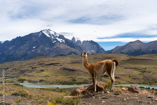 A Guanaco standing on the hill with the mountains and a river in the background in Paine National Park, Chile. The Guanaco (Lama guanicoe) is one of the two wild South American camelids. 