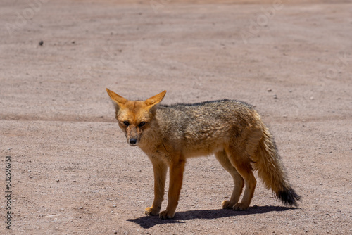 A culpeo fox at the valley of the Moon, Chile. The culpeo (Lycalopex culpaeus), also known as Andean fox, culpeo zorro, Andean zorro, Paramo wolf, Andean wolf is a species of South American fox.
