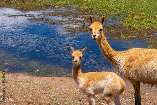 A vicuna with a baby at the edge of the water both stare directly into the camera near San Pedro de Atacama, Chile. The vicuna (Vicugna vicugna) is one of the two wild South American camelids. 