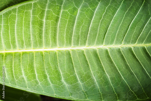 Plumeria green leaf close up