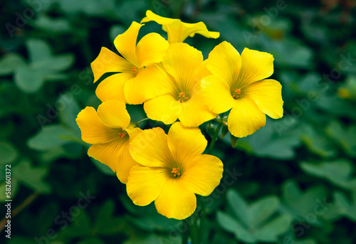 Beautiful Yellow Clover Flowers