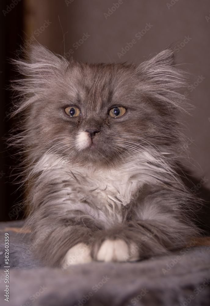 A small gray domestic kitten of the Turkish Angora breed.
