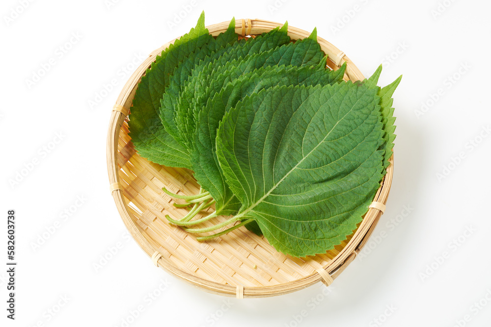 エゴマの葉　白背景