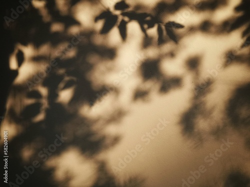 Sunlight and blurred shadow of tree leaves on wall