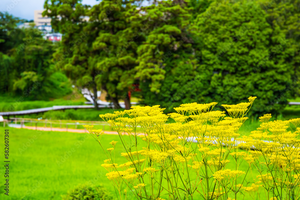 Obraz premium 厳島湿生公園