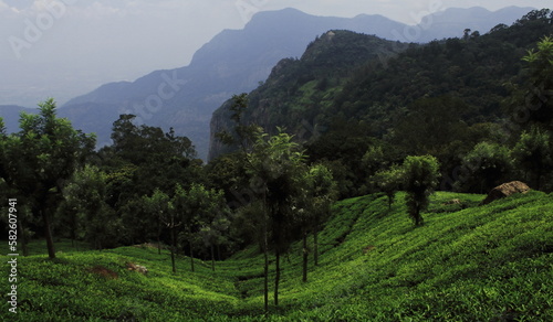 scenic landscape of nilgiri mountains foothills and green tea plantation of coonoor tea garden near ooty hill station in tamilnadu, south india photo