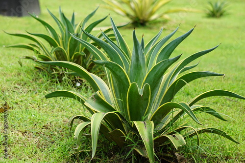 Agave lophantha (Also known thorncrest century plant, Big Lechuguilla). thorn crest agave leaf tips are dangerously rigid and sharp and can cause injury to humans and inflatible sports balls. photo