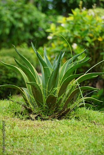 Agave lophantha (Also known thorncrest century plant, Big Lechuguilla). thorn crest agave leaf tips are dangerously rigid and sharp and can cause injury to humans and inflatible sports balls. photo