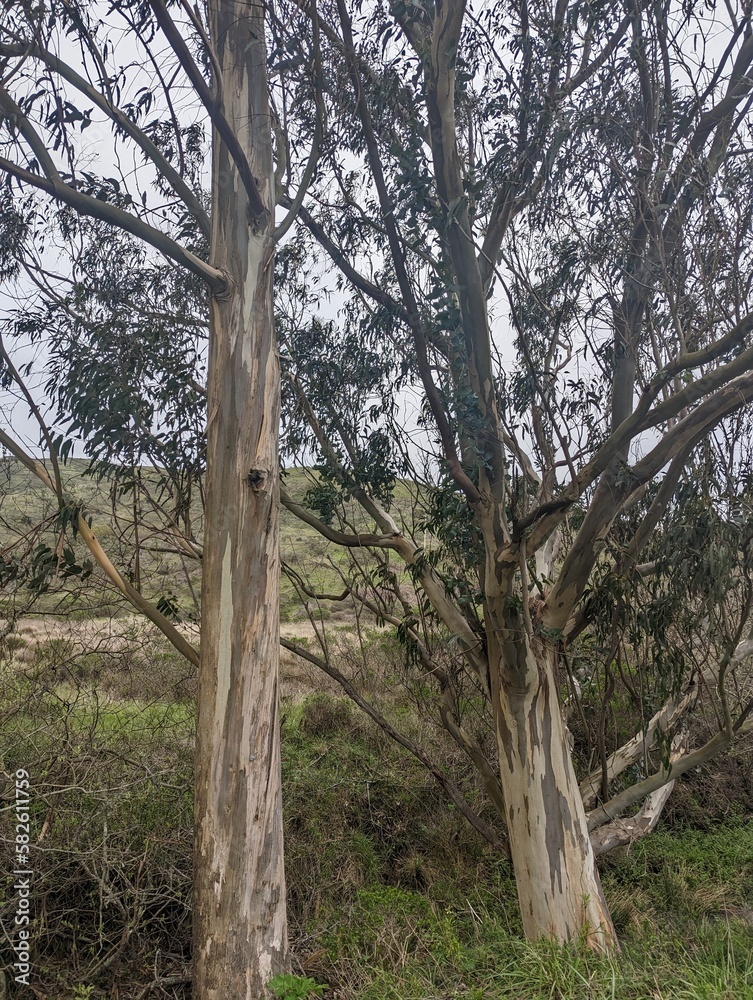 Fototapeta premium eucalyptus trees in the Tennessee Valley Trail