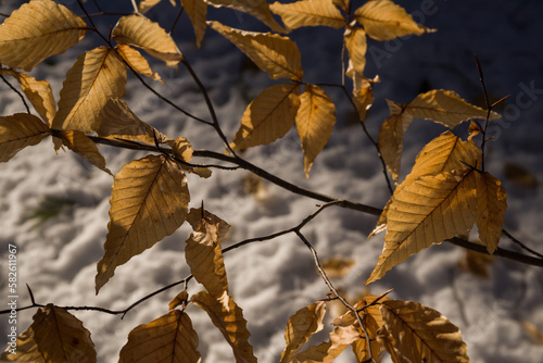 autumn leaves on the background of the winter landscape and the snow