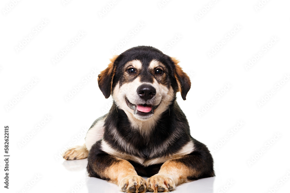 Puppy dog in front isolated on white background Puppy dog in front isolated on white background