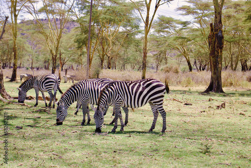 zebra in the wild