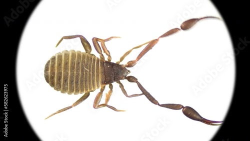 Pseudoscorpionida under microscope, family Cheliferidae, possibly Chelifer cancroides. Caught in bee hive, can live in houses. They feed on: mites, Psocoptera, Collembola, bedbugs Cimex lectularius