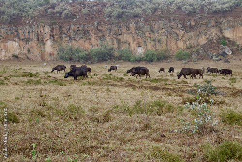herd of Buffalo © SoYuri