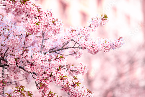 Pink cherry blossom (Sakura) on the tree under blue sky , Beautiful Sakura flowers during spring season in the park  Japan , Beautiful nature spring background 
