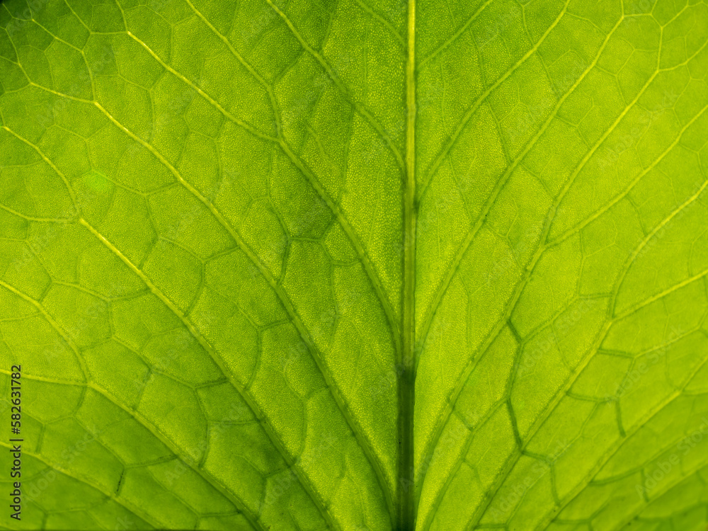 Pattern of Lotus Leaf Pattern of Lotus Leaf