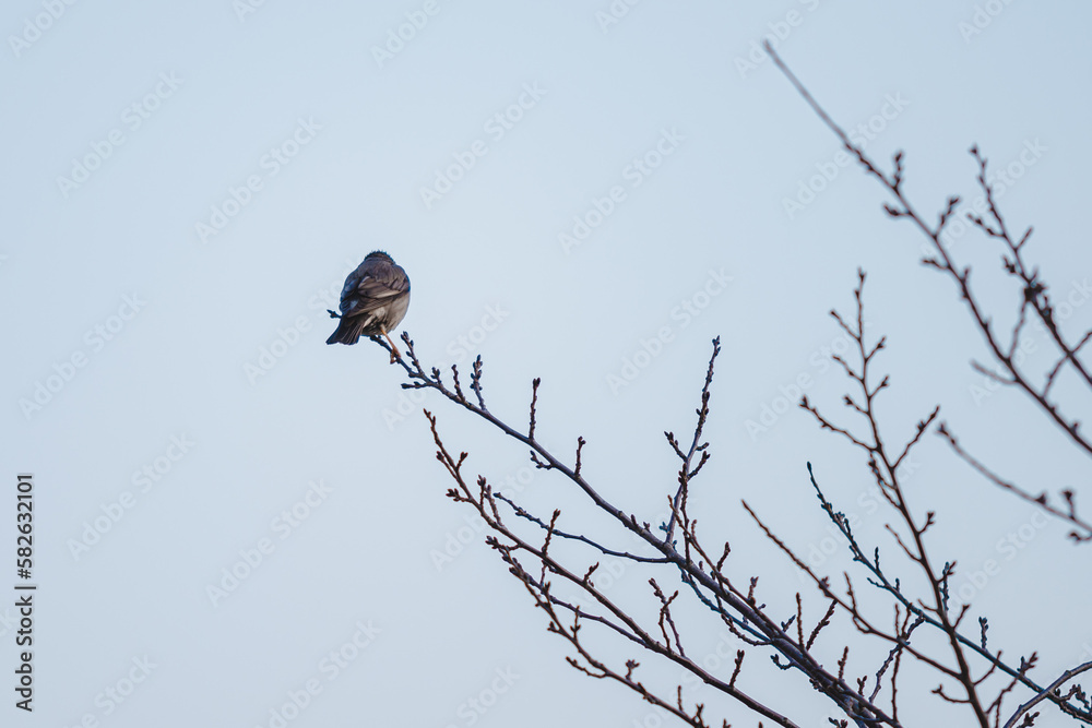 A little bird eats nectar from cherry blossoms (Sakura) on the tree under blue sky , Beautiful Sakura flowers during spring season in the park Japan (Soft focus) A little bird eats nectar from cherry blossoms (Sakura) on the tree under blue sky , Beautiful Sakura flowers during spring season in the park Japan (Soft focus)