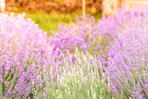 Lavender bushes closeup on sunset. Sunset gleam over purple flowers of lavender. Provence region of France.